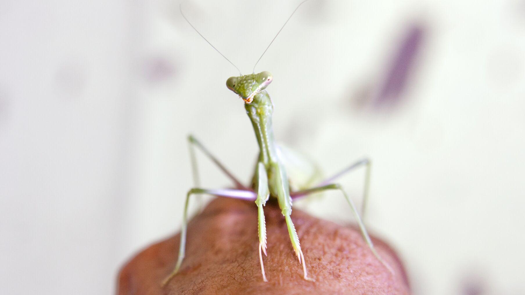 Annual Arizona Insect Festival to feature bugs to dye for